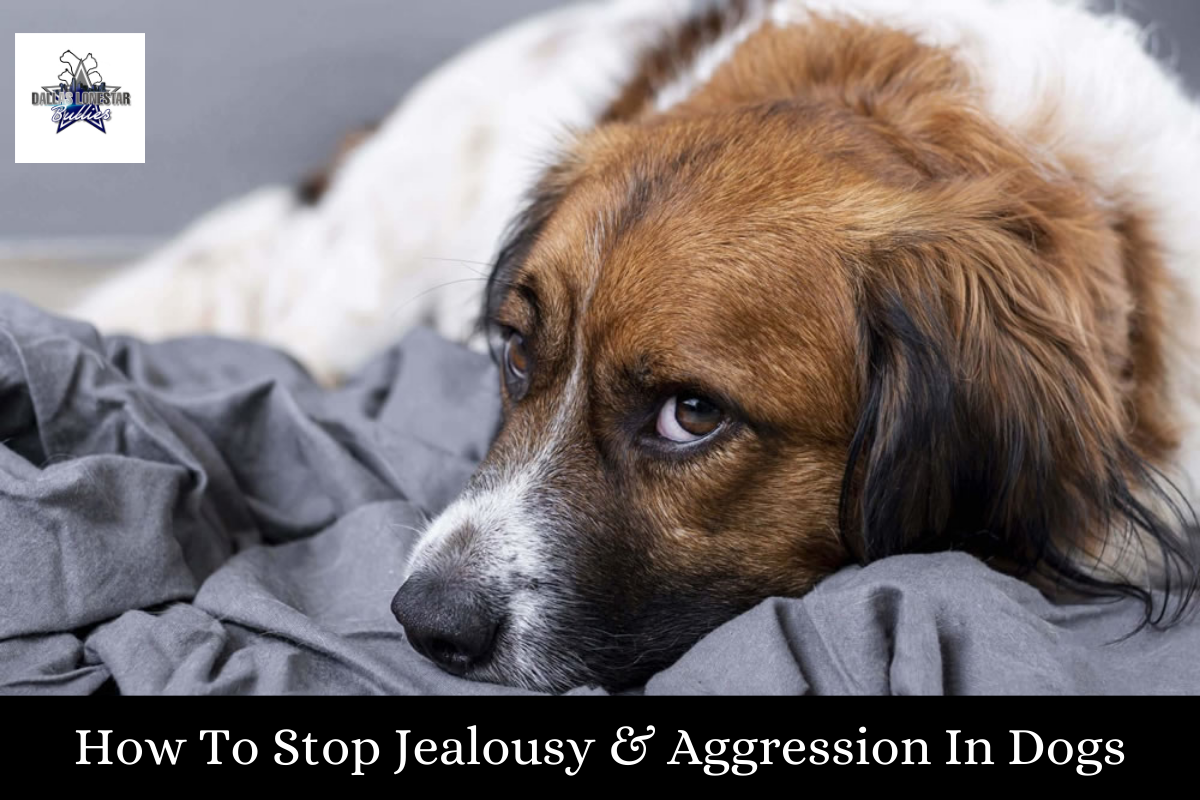 How To Stop Jealousy & Aggression In Dogs