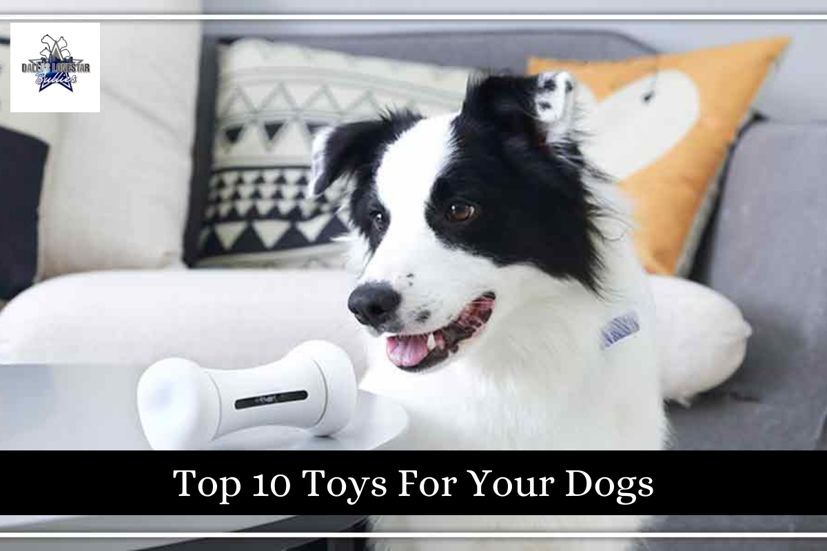 Top 10 Toys For Your Dogs